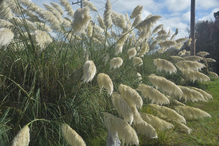 White feather pampas grass
